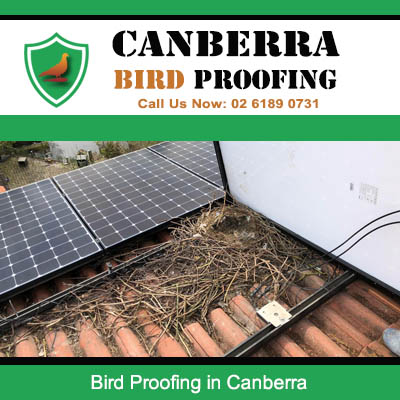 Bird nesting and droppings under solar panels requiring bird proofing in Canberra